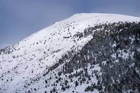 Cim nevat sobre l'arbrejat